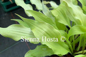 Hosta 'Wiggles and Squiggles'