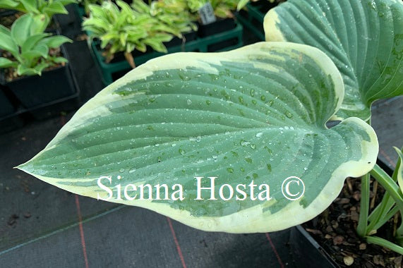 Hosta 'Rebel Heart'