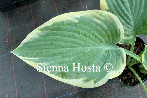 Hosta 'Rebel Heart'