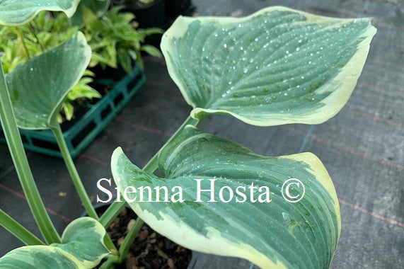 Hosta 'Rebel Heart'