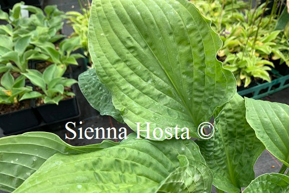 Hosta 'Crinkled Leather'