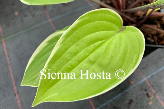 Hosta Pinani Island Surf