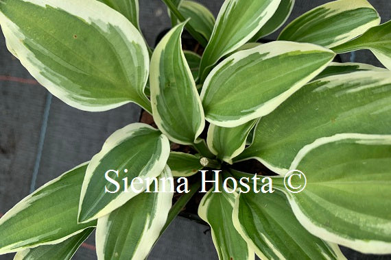 Hosta 'Jennifer Bailey'