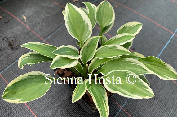 Hosta 'Jennifer Bailey'