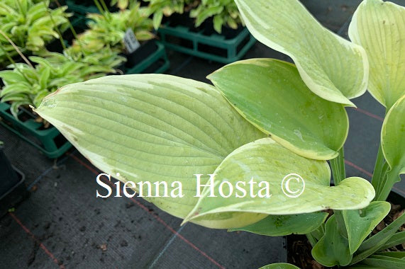 Hosta 'Good Times'