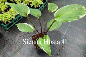 Hosta 'Sorbet'