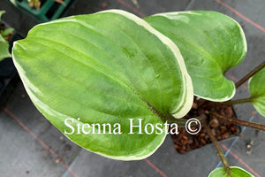 Hosta 'Sorbet'