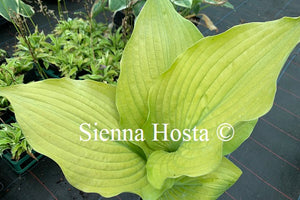 Hosta 'Arnold Black'