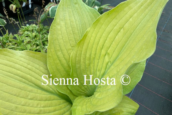 Hosta 'Arnold Black'