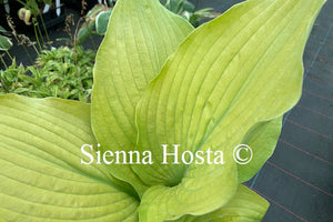 Hosta 'Arnold Black'