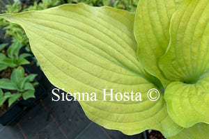 Hosta 'Arnold Black'