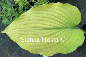 Hosta 'Arnold Black'