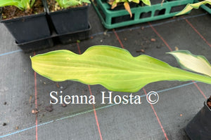 Hosta 'Hawaiian Luau'