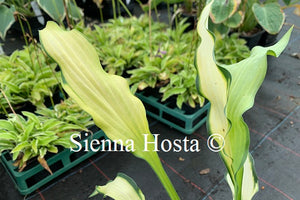 Hosta 'Hawaiian Luau'