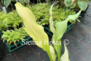 Hosta 'Hawaiian Luau'