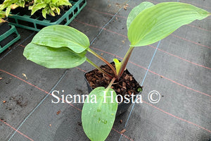 Hosta Florence Nightingale