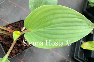 Hosta Florence Nightingale