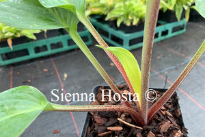 Large Red Stem Hostas