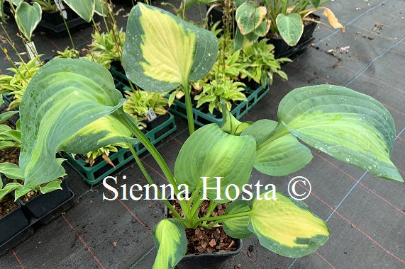 Hosta 'Paradise Glory'