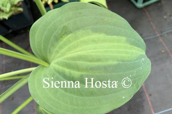 Hosta 'Paradise Glory'