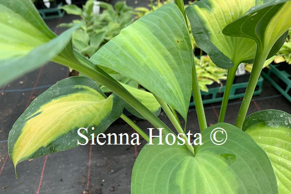 Hosta 'Paradise Glory'