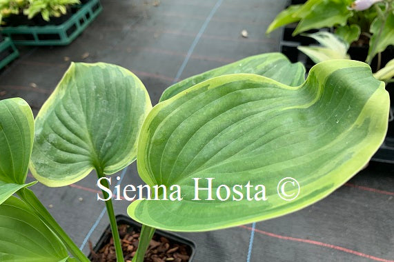 Hosta 'Wu-La-La'