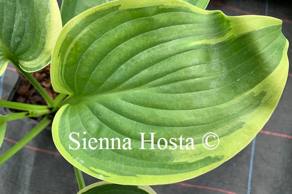 Hosta 'Wu-La-La'