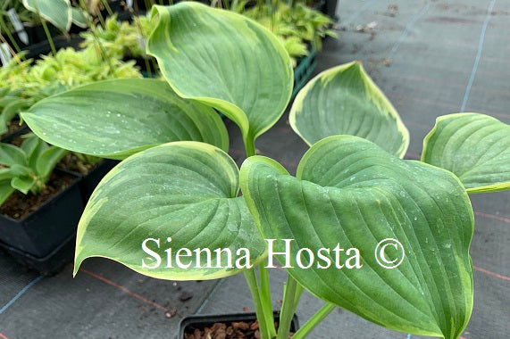 Hosta 'Wu-La-La'