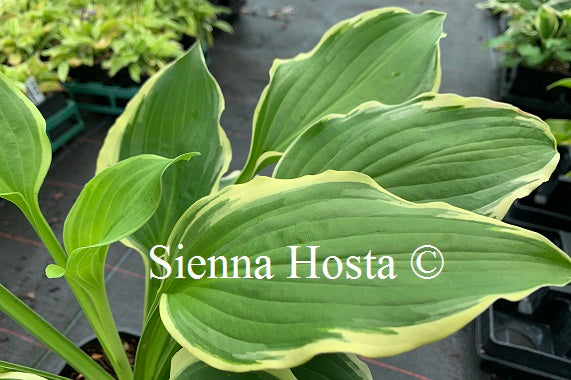 Hosta 'Minnesota Wild'