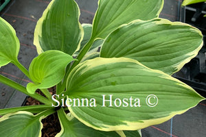 Hosta 'Minnesota Wild'