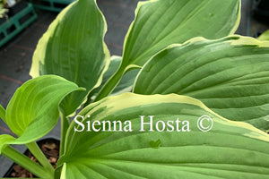 Hosta 'Minnesota Wild'