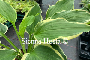 Hosta Minnesota Wild