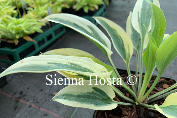 Hosta 'Virginia Reel'