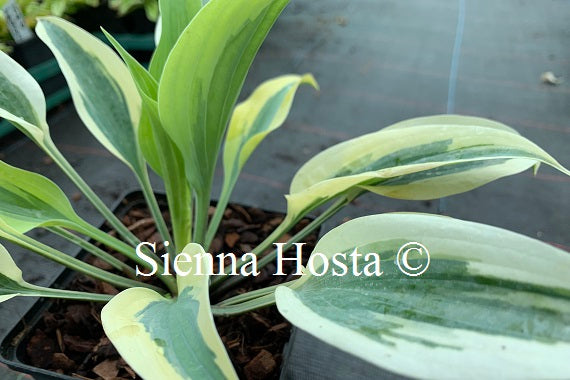 Hosta 'Virginia Reel'