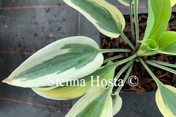 Hosta 'Virginia Reel'
