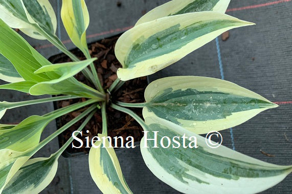 Hosta 'Virginia Reel'