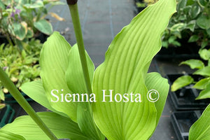 Hosta 'Red Stilts'