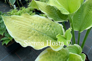 Hosta 'Splendid Sarah'