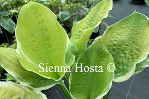 Hosta 'Splendid Sarah'
