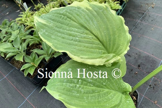 Hosta 'Wave Runner'