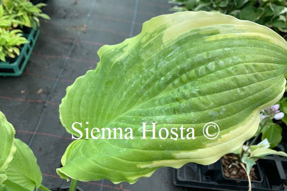 Hosta 'Wave Runner'