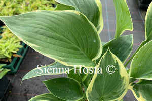 Hosta 'Singing in the Rain'