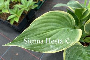 Hosta 'Singing in the Rain'