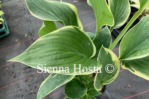 Hosta 'Singing in the Rain'