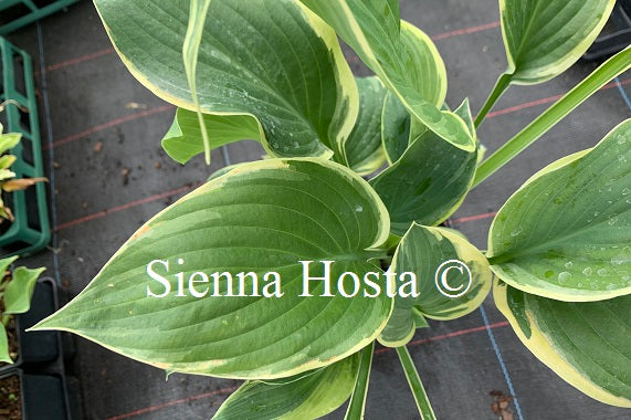 Hosta 'Singing in the Rain'