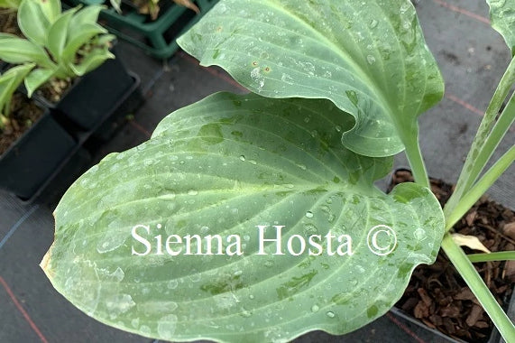 Hosta 'Zita'