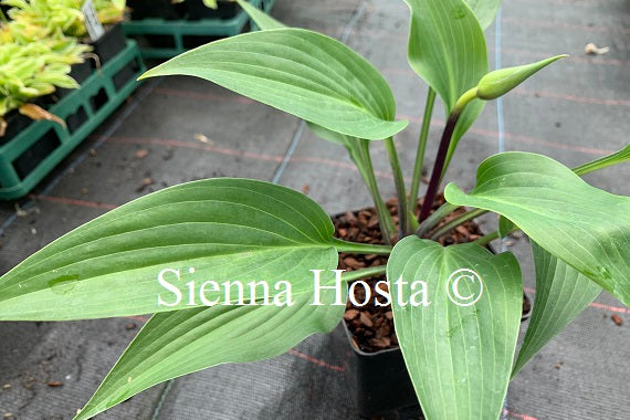 Hosta 'Black Light'