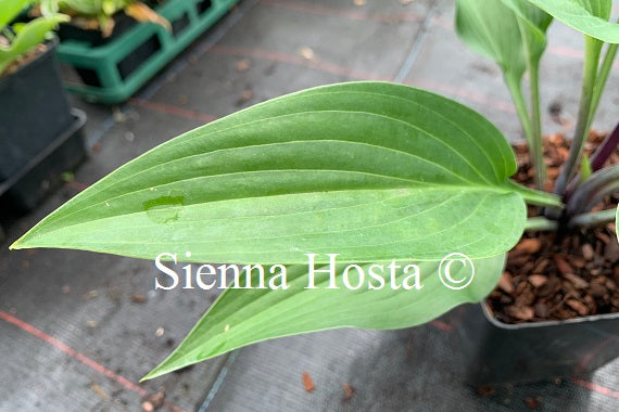 Hosta 'Black Light'