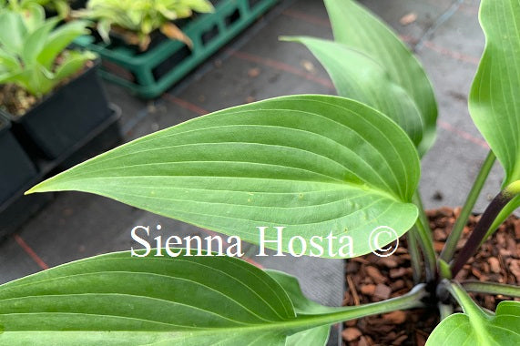 Hosta 'Black Light'
