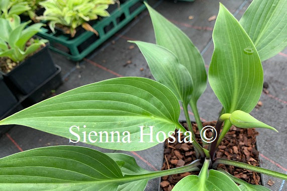 Hosta 'Black Light'